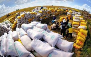 Bộ Công Thương triển khai nhiều giải pháp đẩy mạnh xuất khẩu gạo.